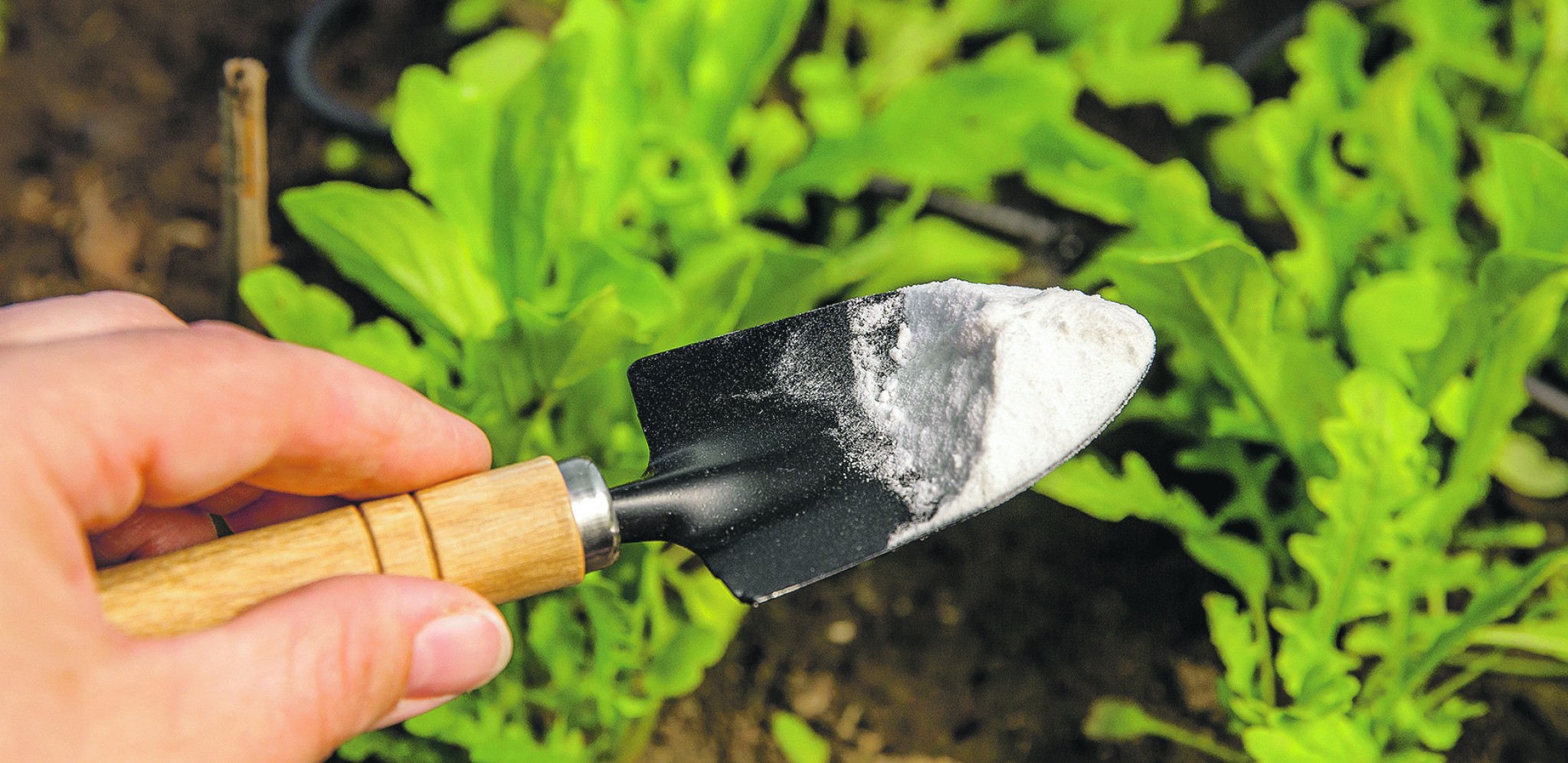 ZA BAŠTU I CVEĆE Preporodite biljke i rešite se štetočina u svom vrtu uz pomoć praška za pecivo