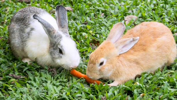 Mit ili istina: Šta mislite, da li zečevi zaista vole da jedu šargarepu?