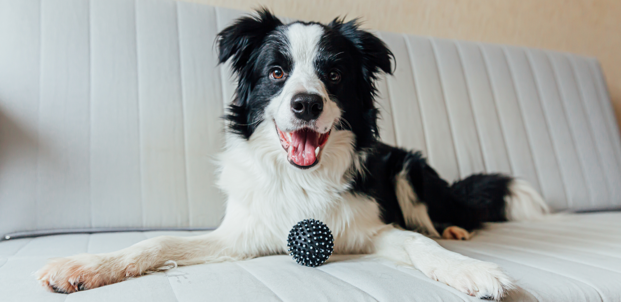 Top-lista: 5 pasa najvećih pametnica