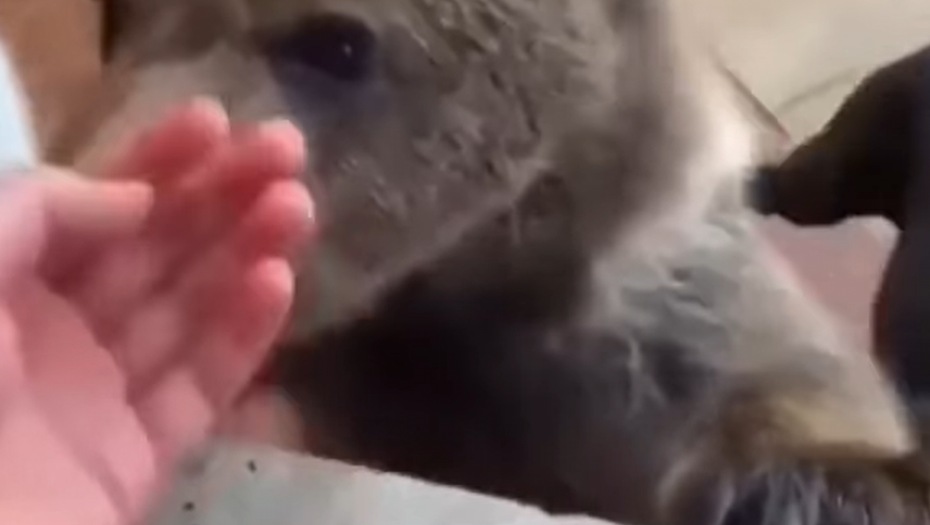 MEDVEDIĆ SE ZAIGRAO SA KUCAMA A onda se umešao čovek (VIDEO)