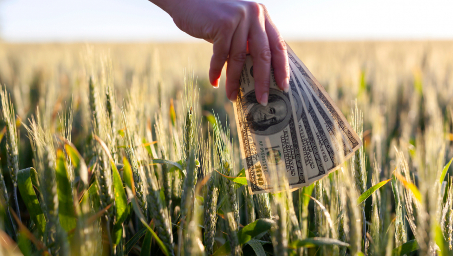 TRŽIŠTE DIVLJA Cena pšenice znatno skočila posle odluke Moskve