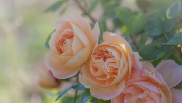 CVEĆE DANAS PRIMATE NA POKLON Evo šta znači kada ga sanjate!