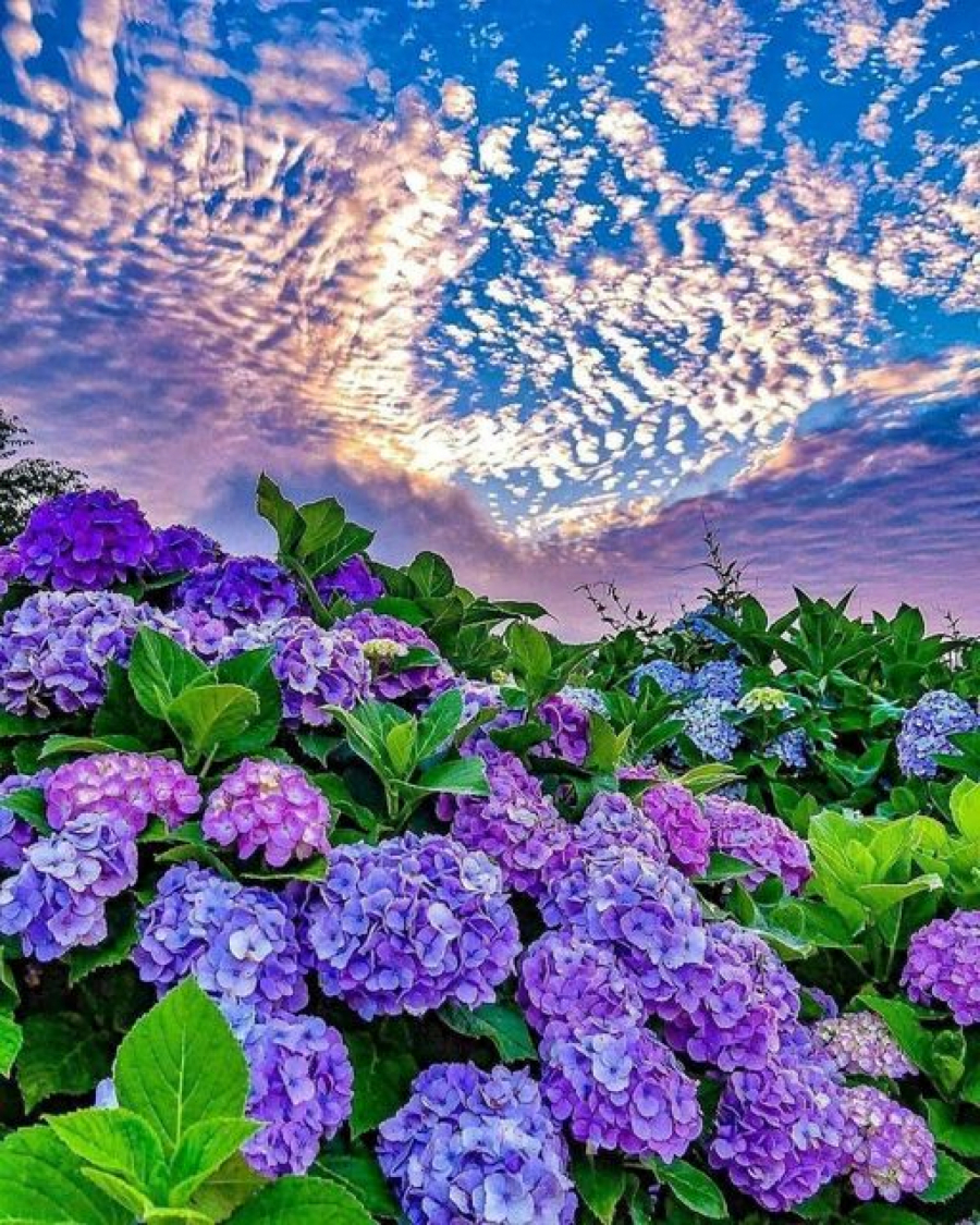 HOROSKOP ZA SREDU, 9. MART Sudbina će se poigrati sa Lavovima, Rakovi će ostati bez očekivanog novca, Ovnovi na ivici živaca