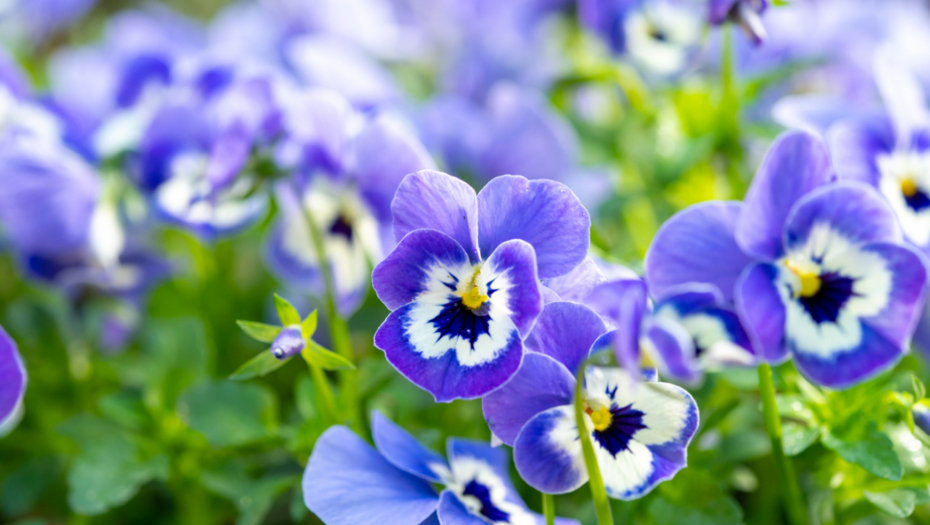 ZOVU JE PRIRODNI ASPIRIN Recepti s ljubičicom koje morate da probate