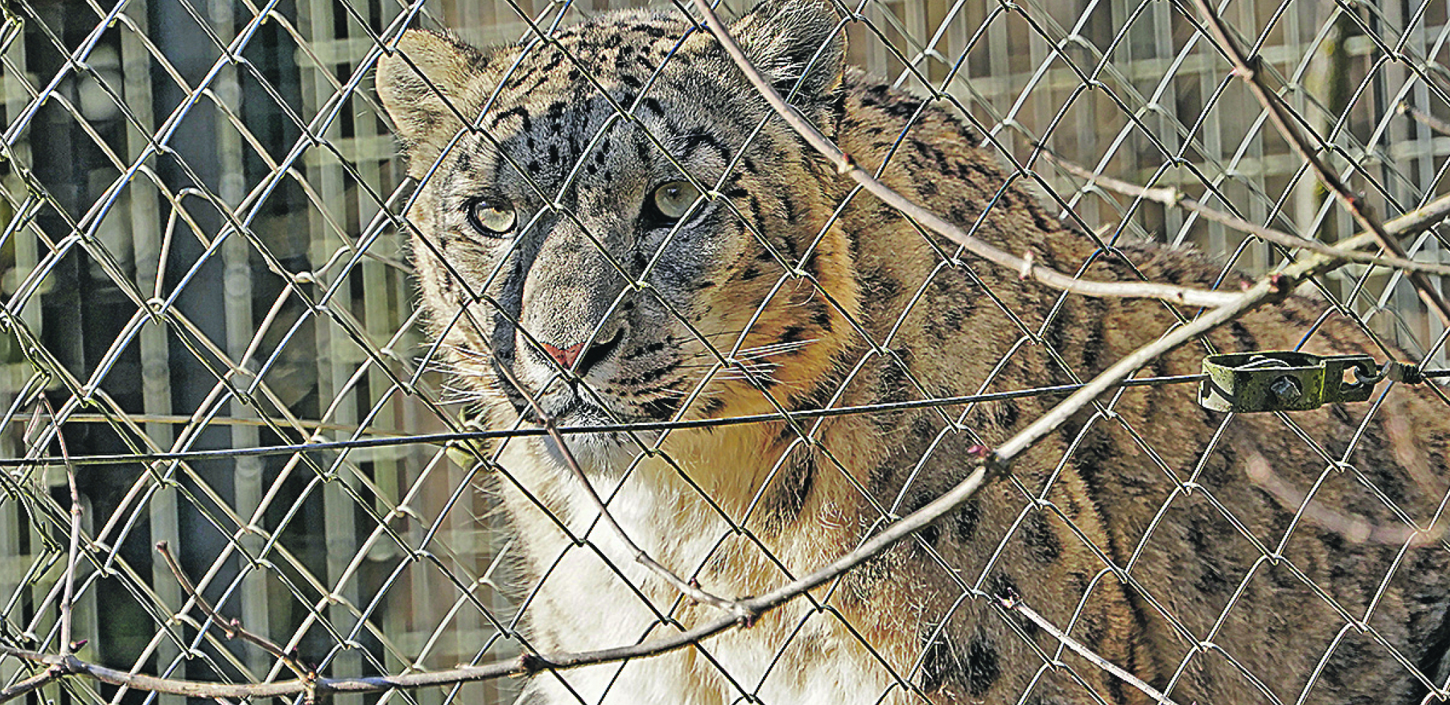 UGROŽENI ZBOG KRZNA Snežni leopard, a snega niđe