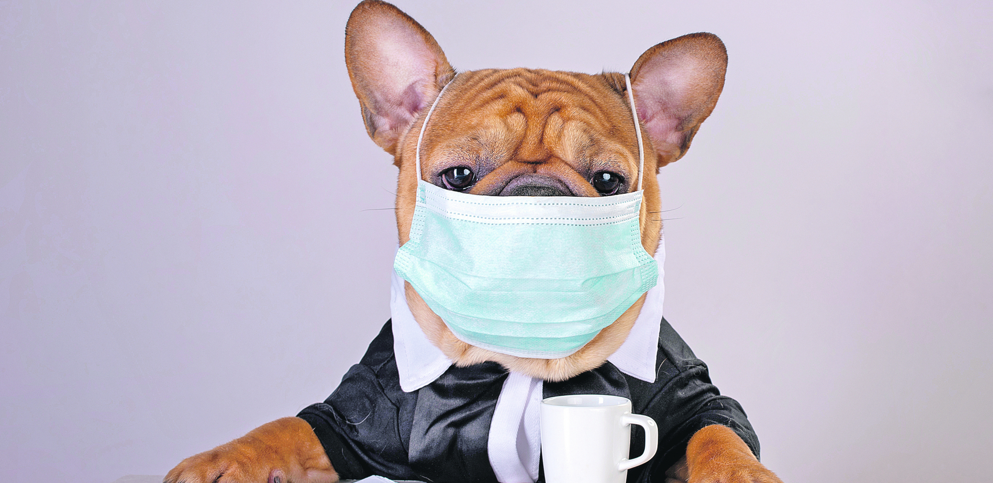 POČINJE BEZOPASNO Parazit koji napada i pse i mačke može preći i na čoveka