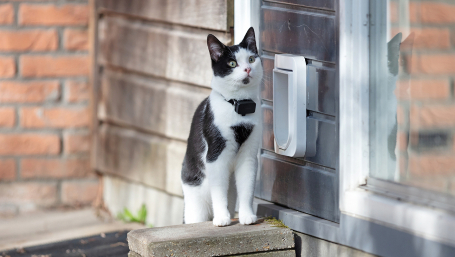 Mačka vas uvek čeka pred vratima? Kakvo to značenje ima?