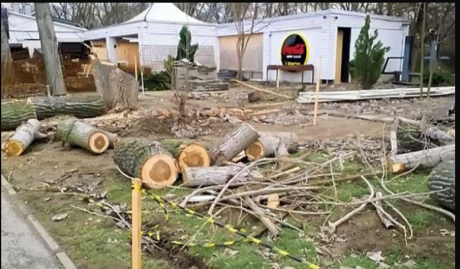 VESIĆ NA ADI CIGANLIJI Sadimo nova stabla na istom mestu gde su protivzakonito odsečena tri prošle nedelje (VIDEO)
