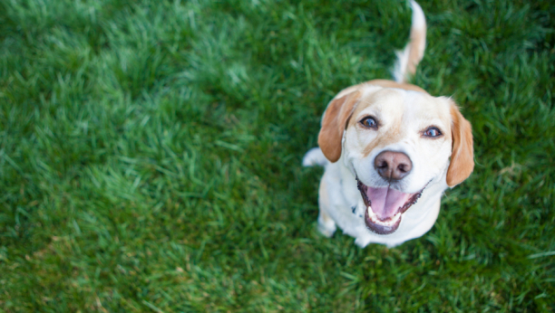 Osećaju emocije: Kako nas psi doživljavaju na osnovu mirisa?