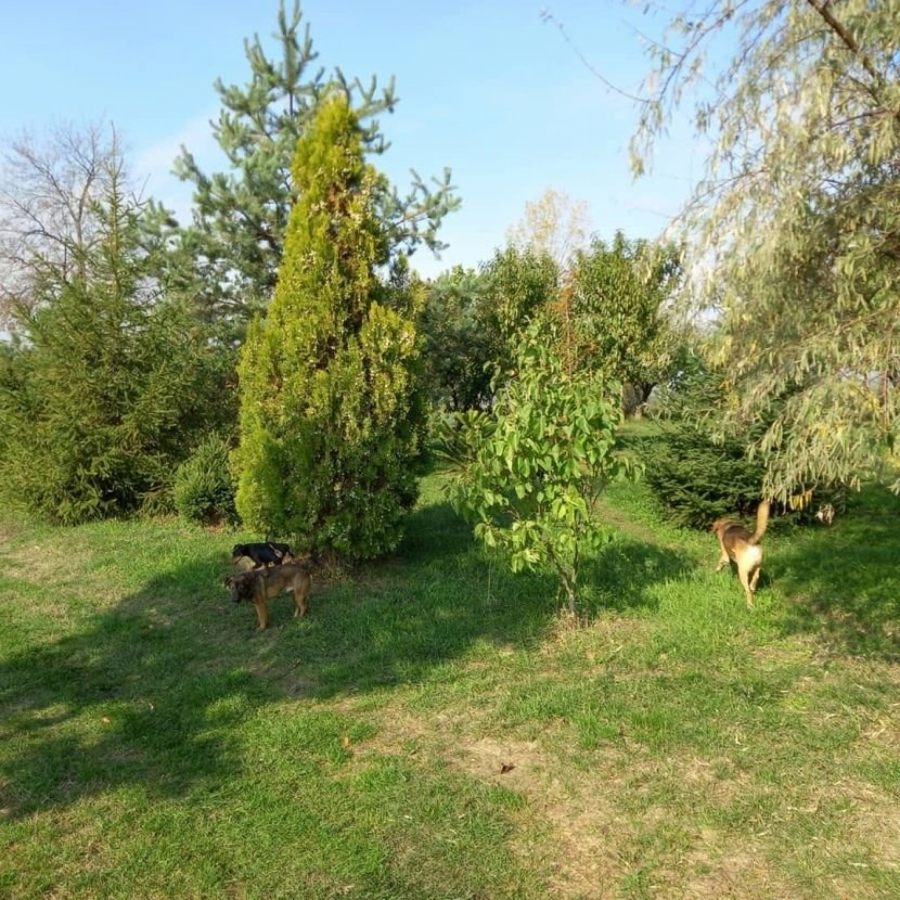 POTPUNO BESPLATNO! Nadomak Beograda Angelina daje plac sa dve kuće, samo je potrebna ljubav prema ovome (FOTO)