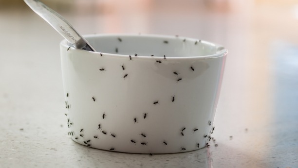 KOŠTA JEDVA 50 DINARA, A ČINI ČUDA Rastvor od kojeg mravi beže kao ludi