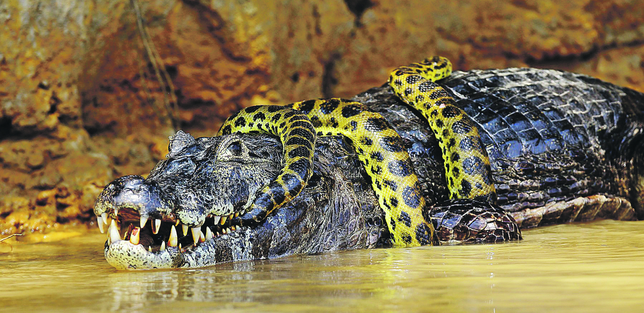 NAMERI SE JUNAK NA JUNAKA U borbi krokodila i anakonde pobednik je uvek neizvestan
