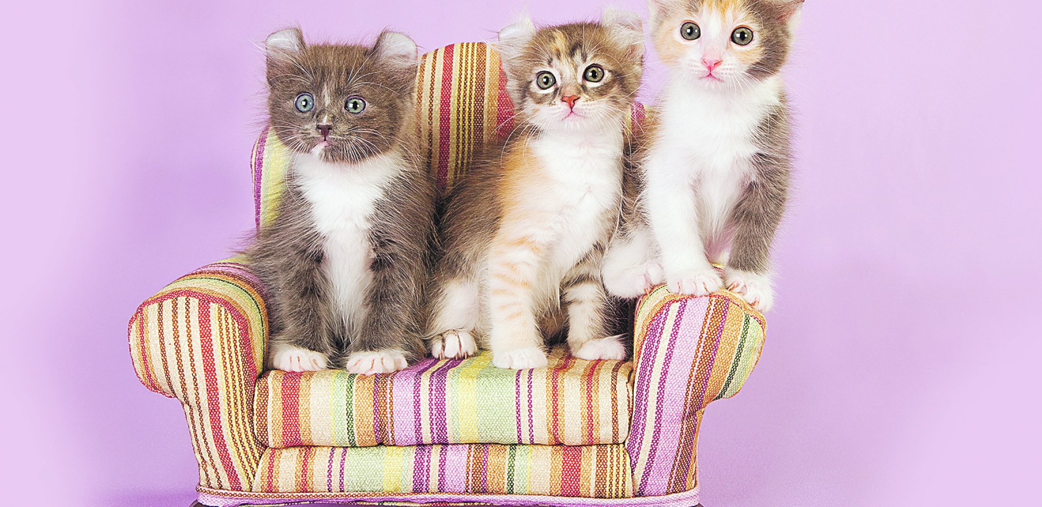 Mlada i popularna rasa - američka kovrdžava mačka