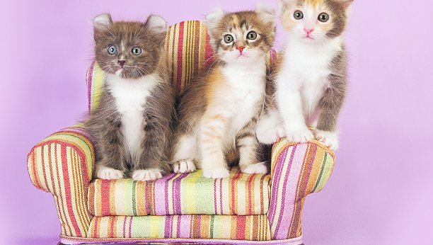 Mlada i popularna rasa - američka kovrdžava mačka