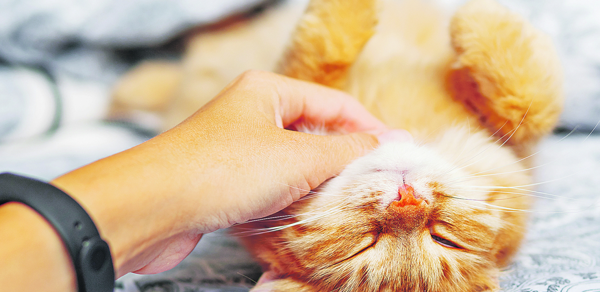 LEKOVITE FREKVENCIJE Predenje je lekovito za mačke