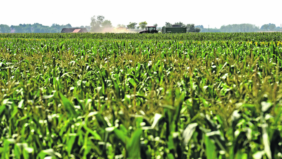 KO RADI NE BOJI SE GLADI: Budućnost na plodnim beogradskim parcelama: Rakovica podstiče poljoprivredu
