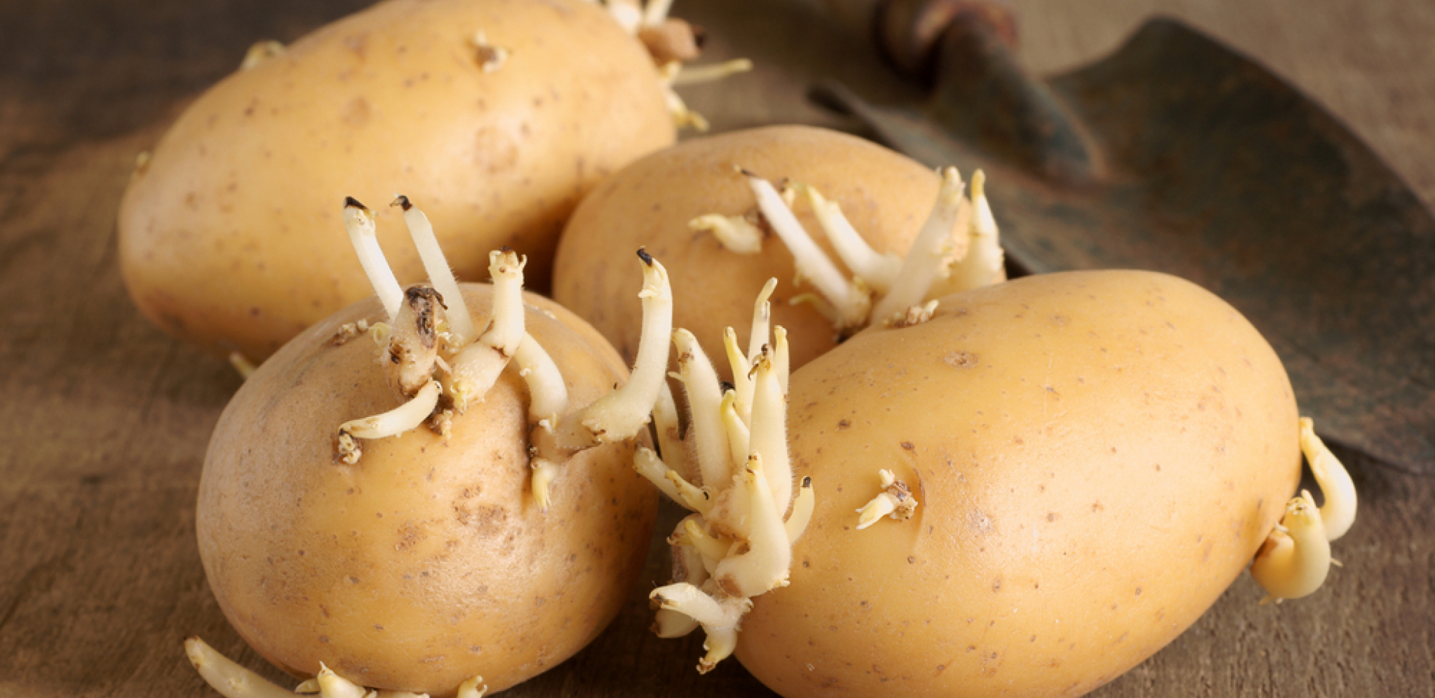 NAŠE BAKE SU ZNALE KAKO SPREČITI KLIJANJE Uz ovaj trik možete ga čuvati mesecima