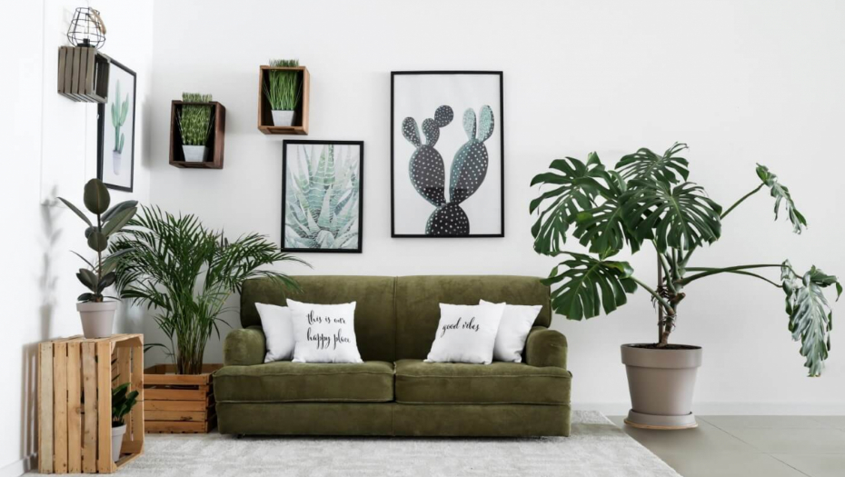 SRBI OVE BILJKE DRŽE U KUĆI, A NE ZNAJU DA PRAVE GREŠKU Privlače nesreću, kradu energiju, donose svađe