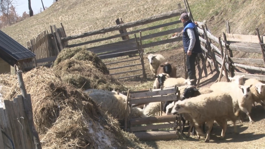 UČINIO ONO ŠTO BI RETKO KO Dejan prešao stotine kilometara kako bi udovoljio svom stadu! (FOTO)