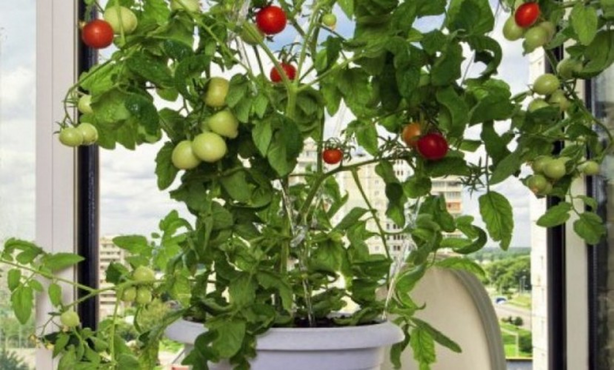Домашнее выращивание овощей. Помидорки черри на подоконнике. Оконные помидоры черри. Подоконные помидоры черри. Черри в горшке.