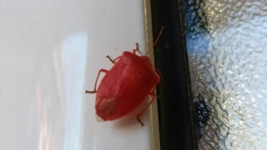 PROFESORKA POLJOPRIVREDNOG FAKULTETA O CRVENIM BUBAMA Ovo je istina o crvenoj smrdibubi koja plaši građane