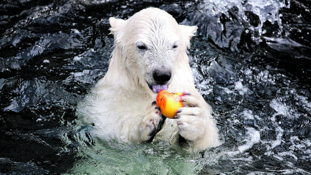 MEDVEDICA IZ ZOO-VRTA Nije bila zadovoljna obrokom za taj dan, a ovo je i razlog