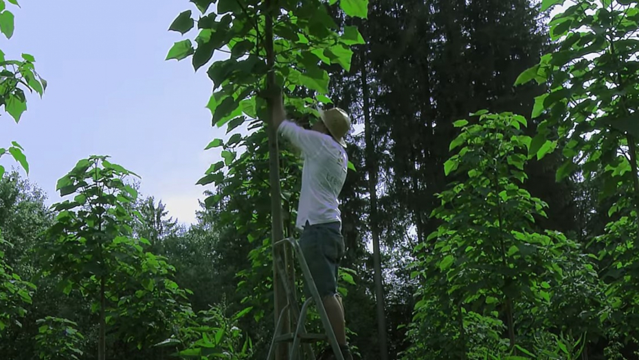 OVAJ SRBIN VIŠE NIKAD NEĆE PLATITI GREJANJE Paraćinac zasadio drvo koje izraste 20 metara za 5 godina, greje BOLJE NEGO UGALJ (FOTO)