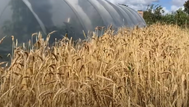 Startovao izvoz žita iz ukrajinske Hersonske oblasti u Rusiju