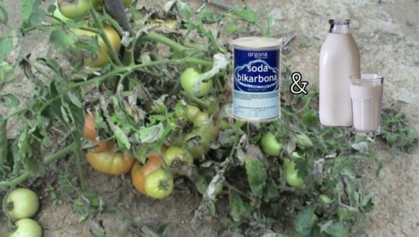NE DOZVOLITE DA PLEMENJAČA POBEDI Soda bikarbona i mleko uspešno menjaju otrovne i skupe pesticide