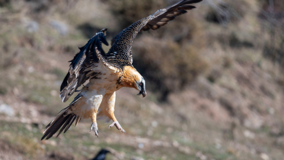 PRINOVA U BEO ZOO VRTU! Ovo je najređa vrsta među NEBESKIM VLADARIMA: U Srbiji ih nema već 70 godina