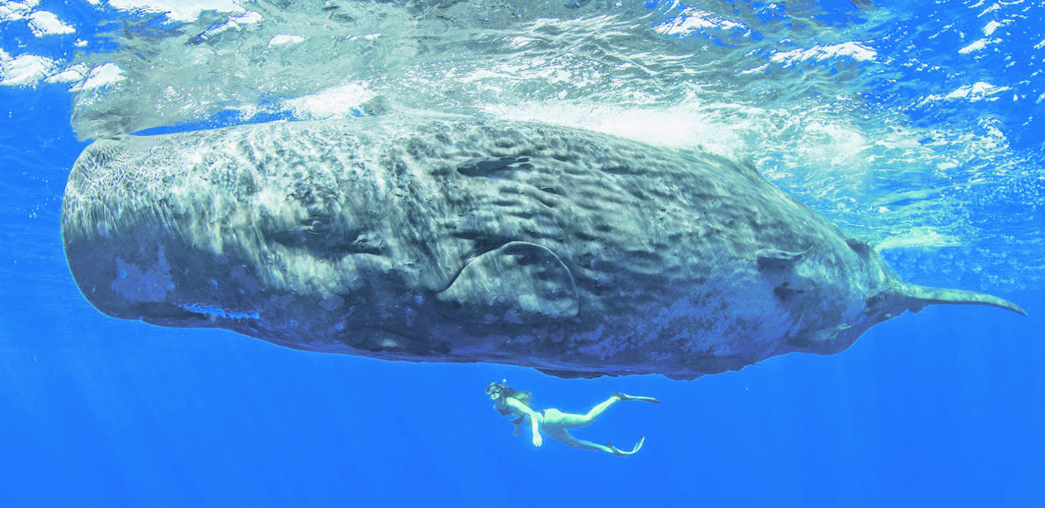 OVO SIGURNO NISTE ZNALI Izmet kitova se pokazao kao usisivač ugljen-dioksida u moru