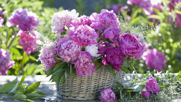 VREDI GA POSADITI Ovo cveće čuva brak i tera negativu energiju