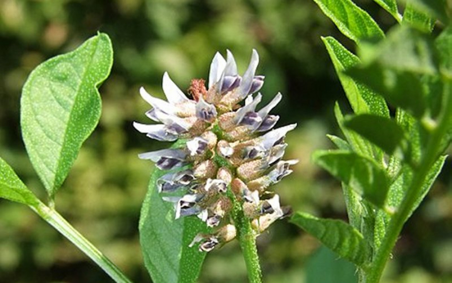 Najmoćnija isceliteljska biljka još iz drevne Kine: Otklanja preko 1200 vrsta toksina iz organizma