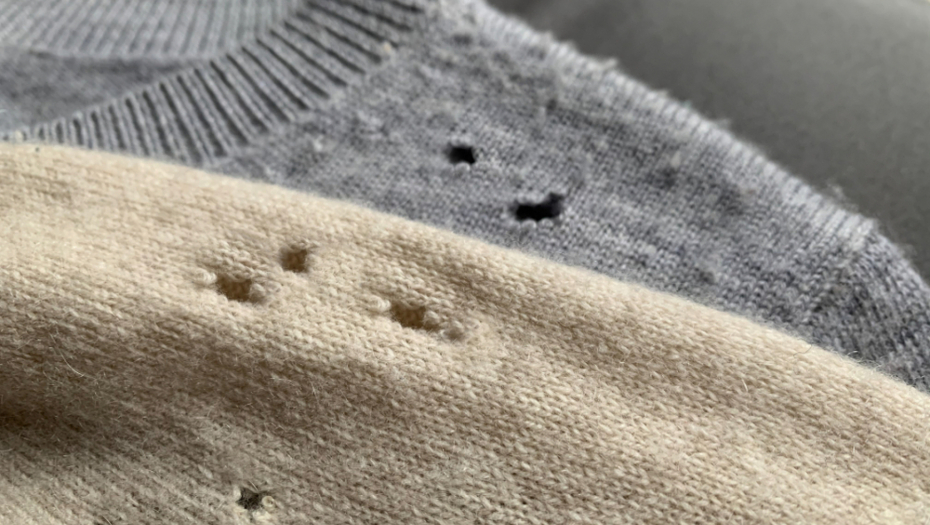 Prave napasti: Kako da se rešite moljaca?