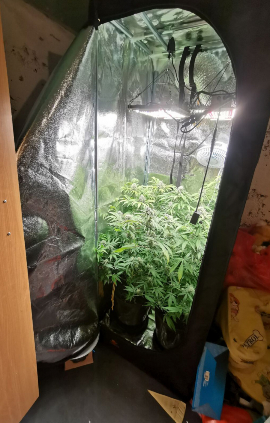 KAKO SRBI GAJE MARIHUANU PO KUĆAMA Plaćaju rođene babe i dede da im zalivaju ZABRANJENU biljku!