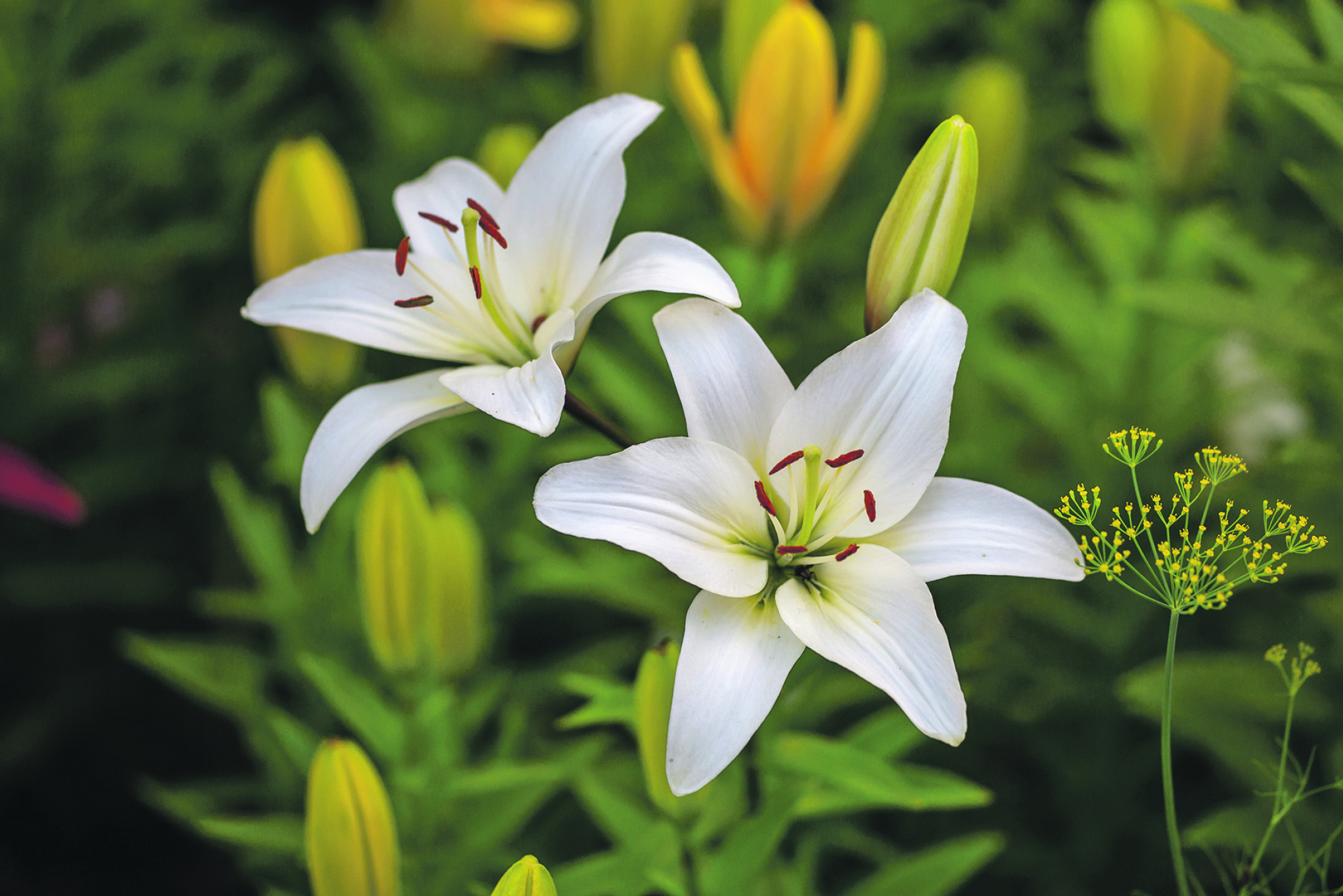 METEOROLOZI JEDNOGLASNI U PROGNOZI Evo šta će biti sa snegom - sada je definitivno