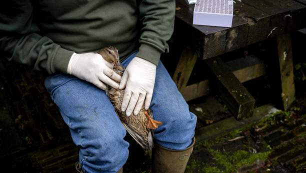 PRIMORANA: Holandija uništava 102.000 pilića zbog ptičijeg gripa