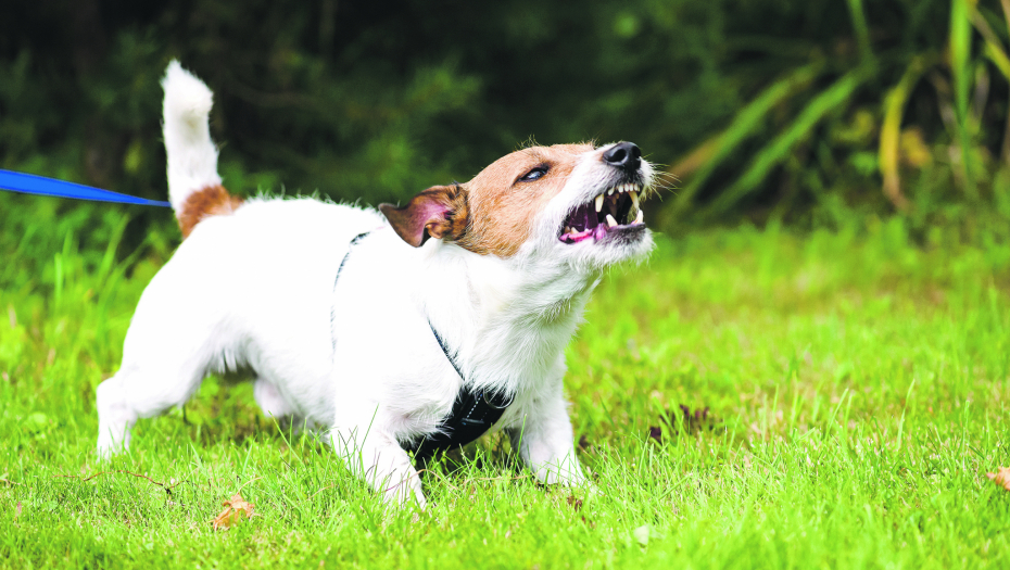POLICIJA MORALA HITNO DA REAGUJE Pas u dvorištu iskopao OVO, vlasniku se SLOŠILO