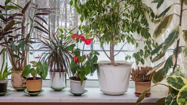 Čiste vazduh: Tri biljke koje sprečavaju pojavu vlage