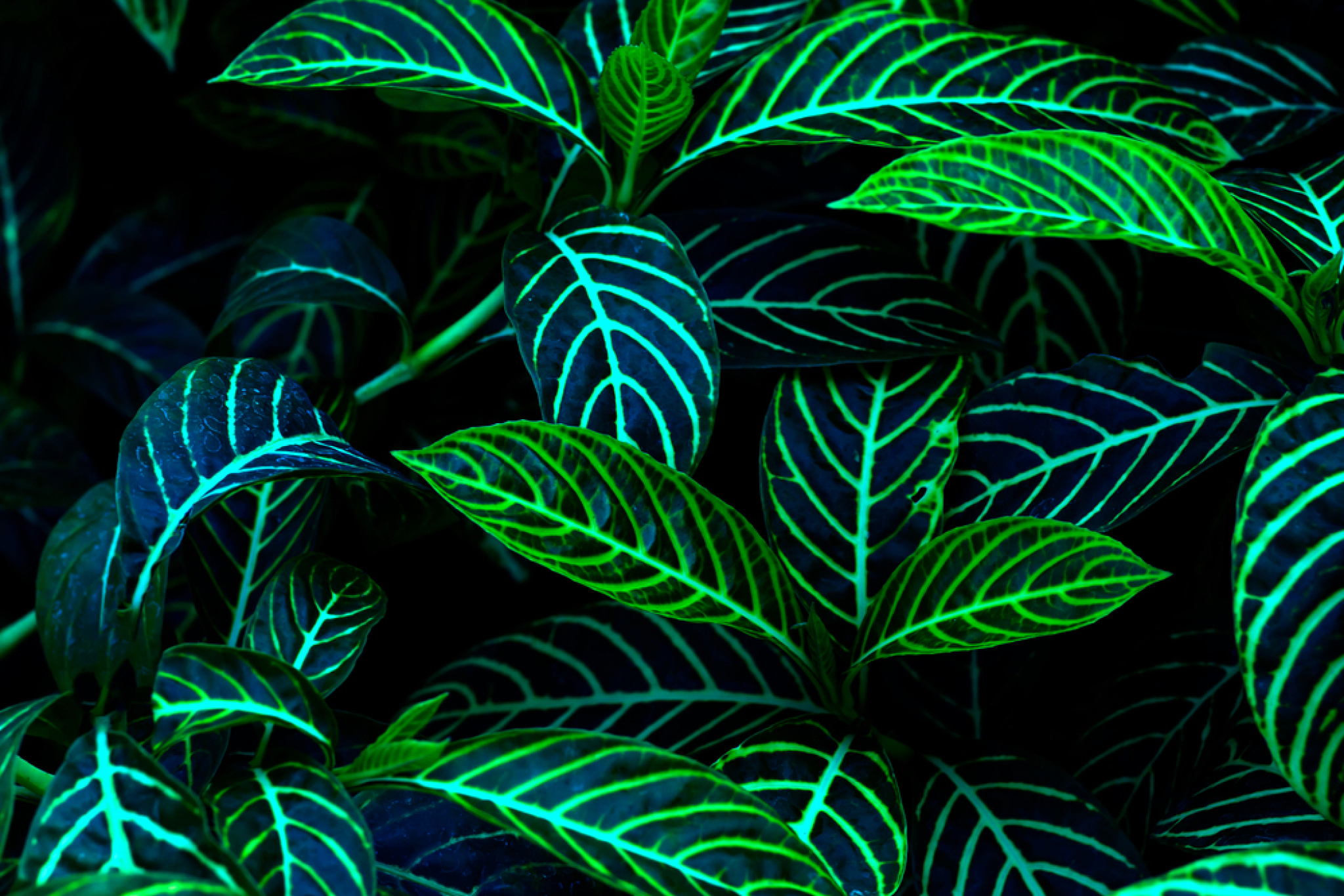 PRIRODNO I JEFTINO Ove tri sobne biljke sprečavaju pojavu vlage i buđi