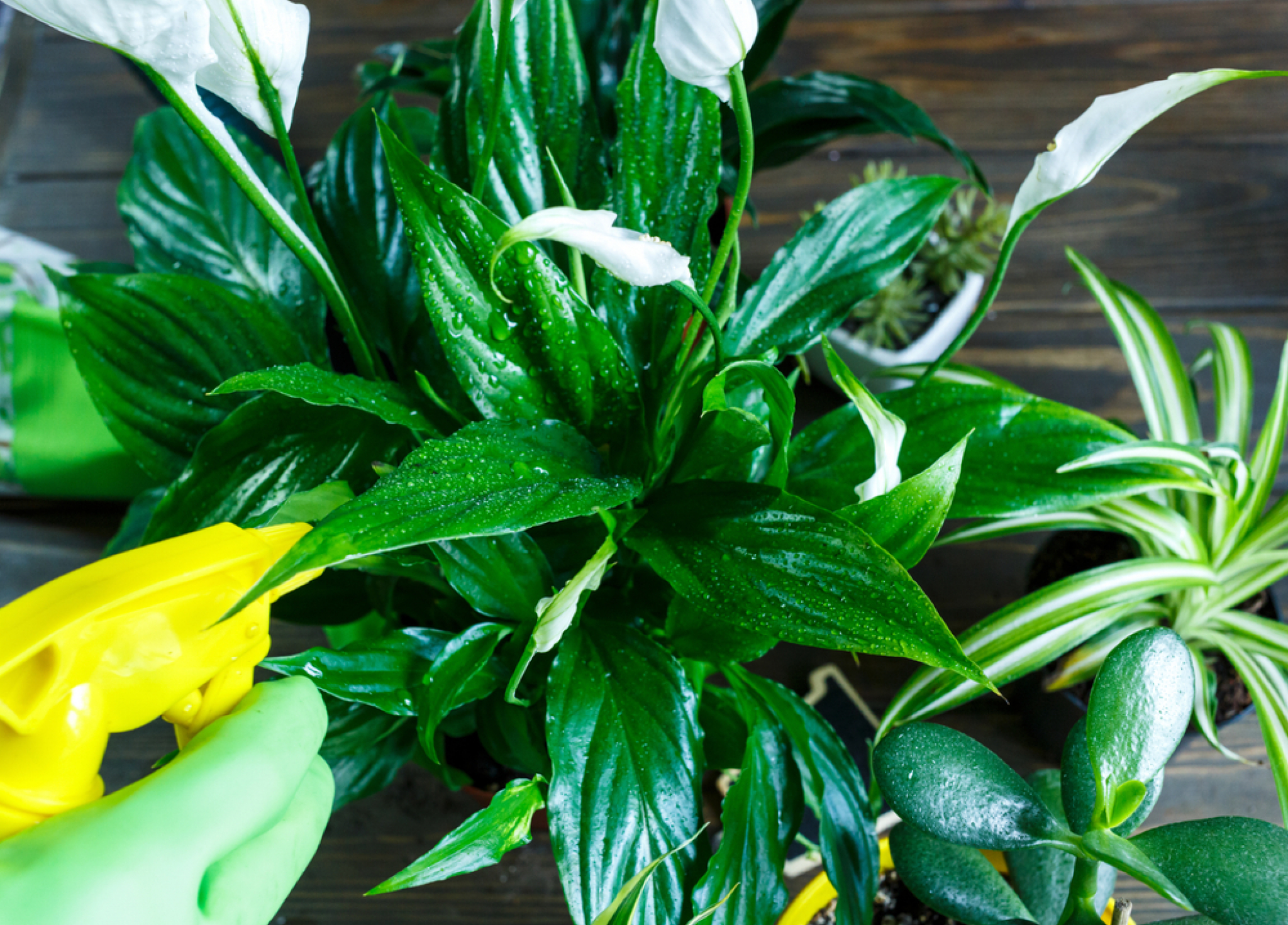 PRIRODNO I JEFTINO Ove tri sobne biljke sprečavaju pojavu vlage i buđi