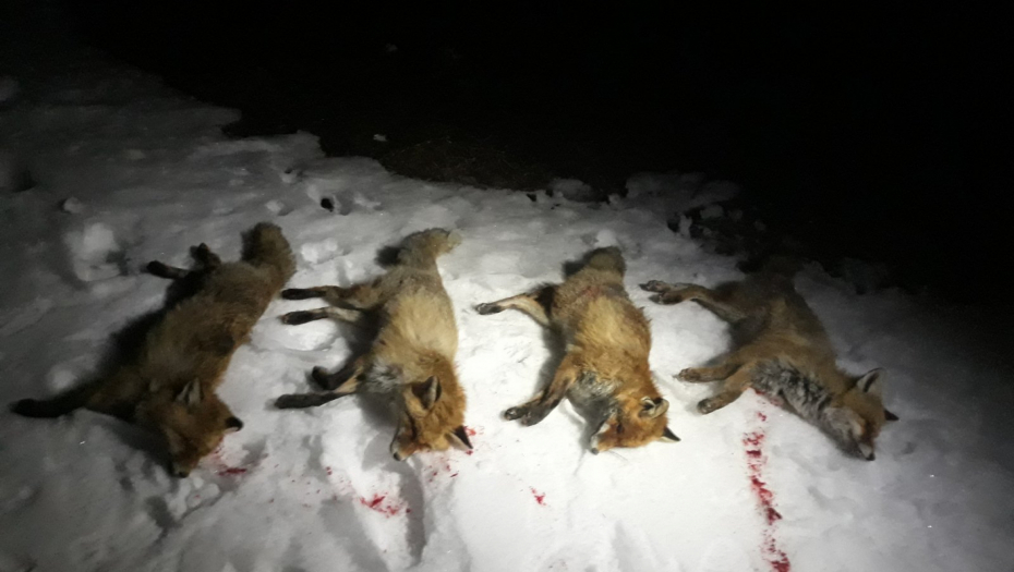 SATIMA ČEKALI DA BI ODSTRELILI PREDATORE Lovci iz Nove Varoš presudnim hicima savladali 19 lisica (FOTO)