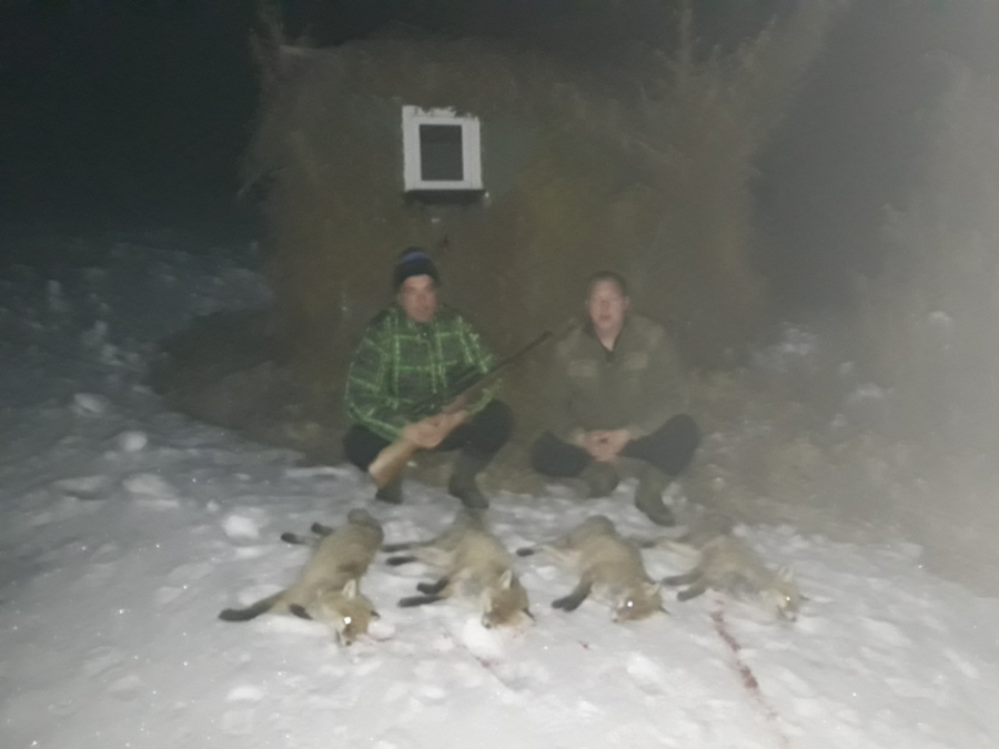 SATIMA ČEKALI DA BI ODSTRELILI PREDATORE Lovci iz Nove Varoš presudnim hicima savladali 19 lisica (FOTO)