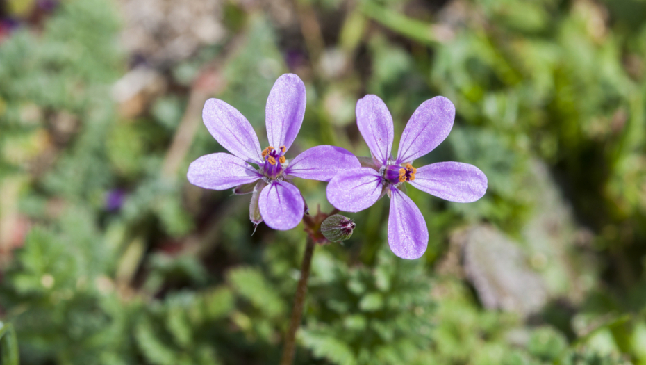 ČUDESNI ČAJ OD ŽIVE TRAVE: Reguliše šečer u krvi, smiruje upale i sprečava nastanak malignih ćelija!