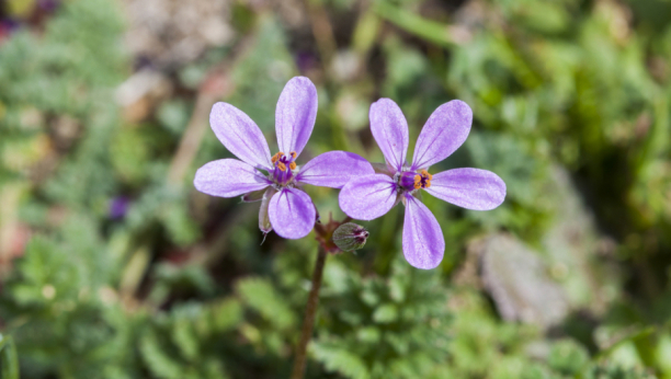 ČUDESNI ČAJ OD ŽIVE TRAVE: Reguliše šečer u krvi, smiruje upale i sprečava nastanak malignih ćelija!