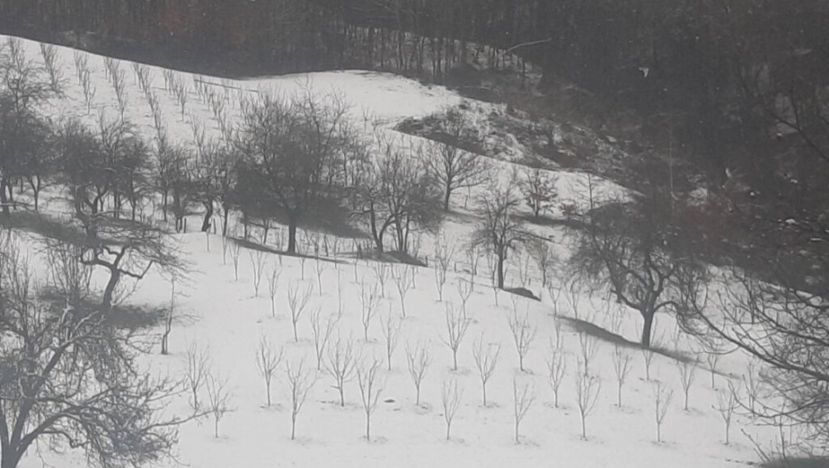 GLEDAMO U NEBO I STREPIMO Malinari strahuju da im niske temperature ne oberu crveno zlato pre vremena (FOTO)