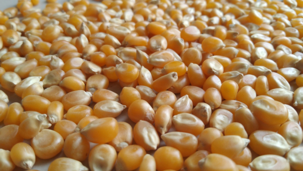 NISMO ZNALI DA SU KOKICE OVOLIKO ZDRAVE Četiri razloga zbog kojih ćete ih jesti svaki dan