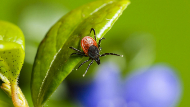 BEOGRAĐANI U PANICI ZBOG ZARAŽENIH KRPELJA Ovo su simptomi opasne bolesti koju prenose, a veoma se teško leči
