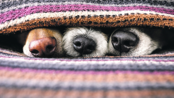 ISTRAŽIVAČI ISTIČU Hladan nos kod pasa je sasvim normalna pojava i nije razlog za brigu
