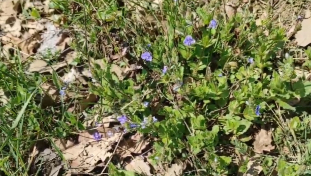 OVA MOĆNA BILJKA RASTE SVUDA OKO NAS: Čisti krv i jetru, ali sprečava i znojenje i pomaže kod reume